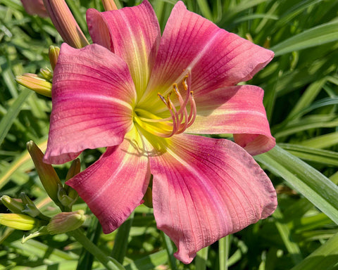 New Hemerocallis