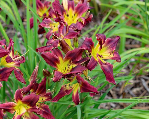 Double Red Whirlwind