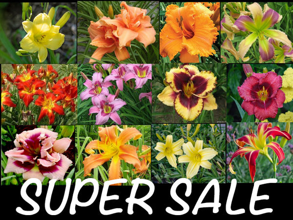 Lucky Dip Plants - A Collection of 12