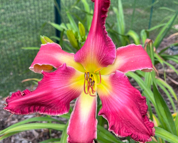 Playing with Crayons