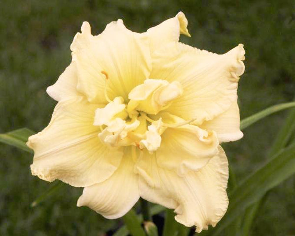 Ikebana Star - Strictly Daylilies
