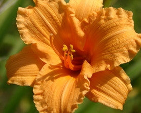 Bertie Ferris - Strictly Daylilies