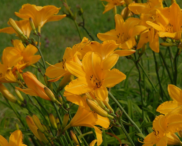 Cartwheels - Strictly Daylilies
