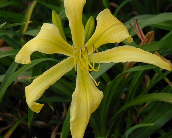 Green Nautilus - Strictly Daylilies