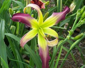 Bali Watercolor - Strictly Daylilies