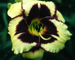 Canary Chaos - Strictly Daylilies