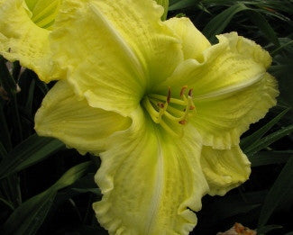 Carolina Lemon Squeezer - Strictly Daylilies