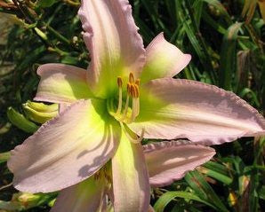 Dallas Star - Strictly Daylilies