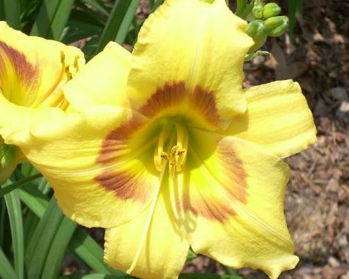 Hazel - Strictly Daylilies
