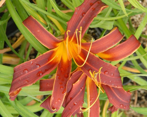 Aabachee - Strictly Daylilies