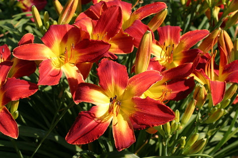 All American Chief - Strictly Daylilies