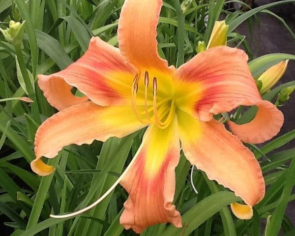 All American Windmill - Strictly Daylilies