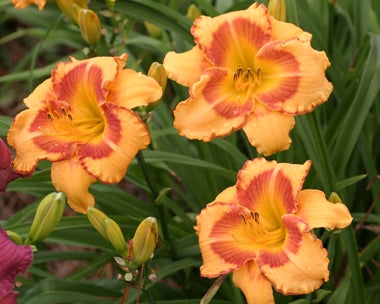 All Fired Up - Strictly Daylilies