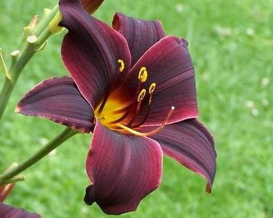 American Revolution - Strictly Daylilies