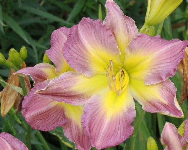 Amerstone Amethyst Jewel - Strictly Daylilies