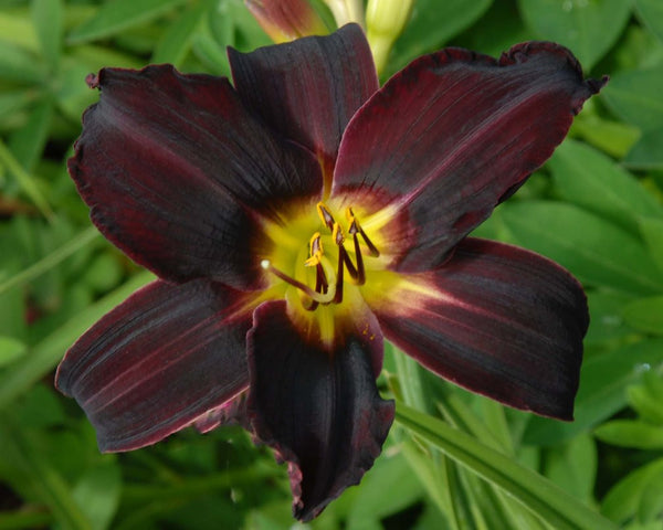 Apple Court Damson - Strictly Daylilies