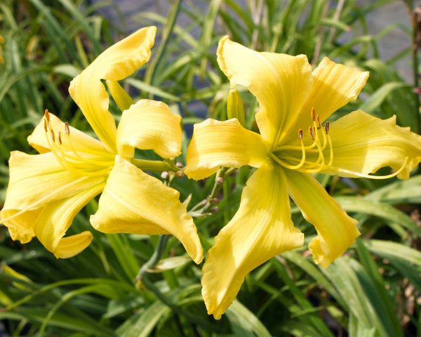 Ben Bachman - Strictly Daylilies