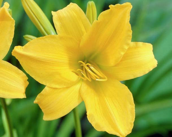 Berlin Yellow - Strictly Daylilies