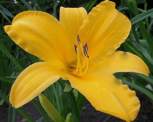 Berliner Premier - Strictly Daylilies