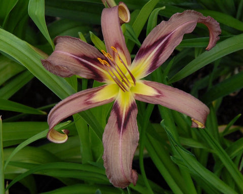 Black Arrowhead - Strictly Daylilies