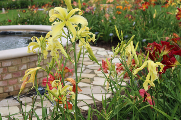 Blizzard Blast - Strictly Daylilies