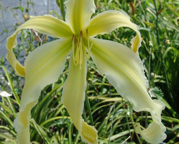 Blizzard Blast - Strictly Daylilies