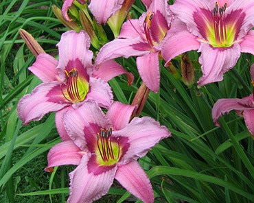 Blueberry Breakfast - Strictly Daylilies