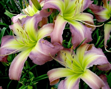 Breathing in Snowflakes - Strictly Daylilies
