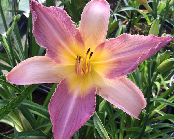 Calligraphy - Strictly Daylilies