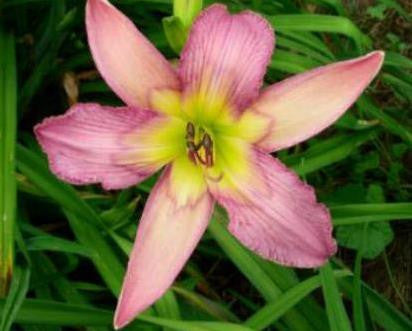 Calligraphy - Strictly Daylilies
