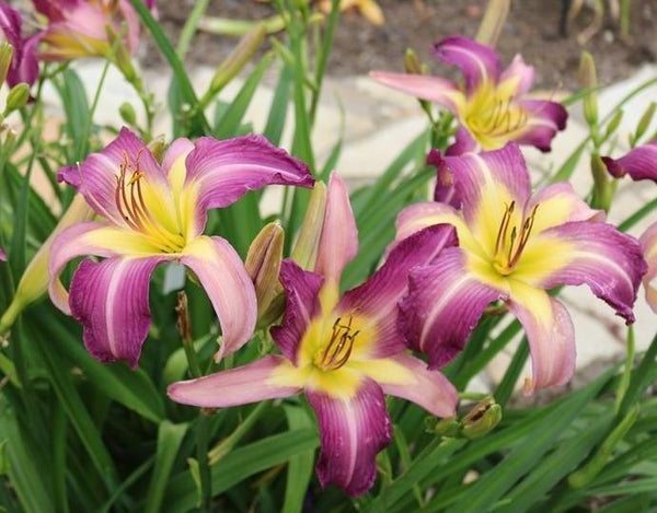 Carolina Cool Down - Strictly Daylilies