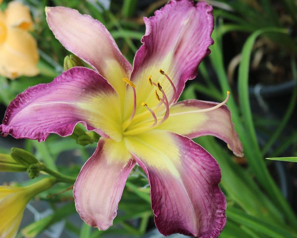 Carolina Cool Down - Strictly Daylilies