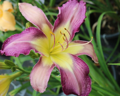 Carolina Cool Down - Strictly Daylilies