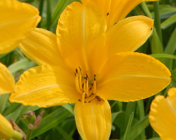 Cartwheels - Strictly Daylilies