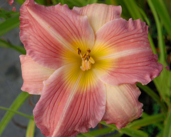 China Bride - Strictly Daylilies
