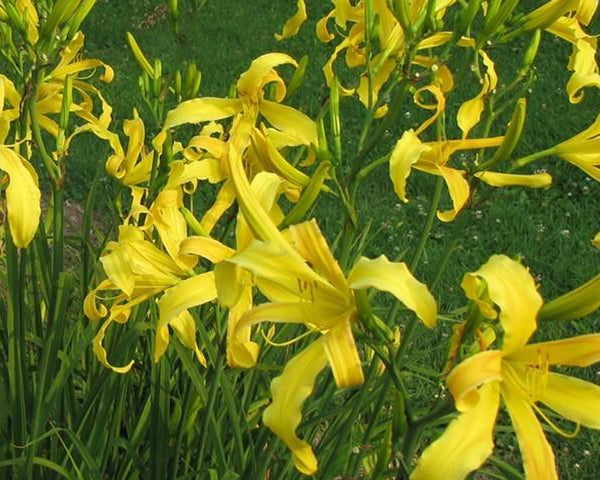 Curly Cinnamon Windmill