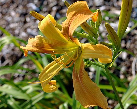 Dances with Giraffes