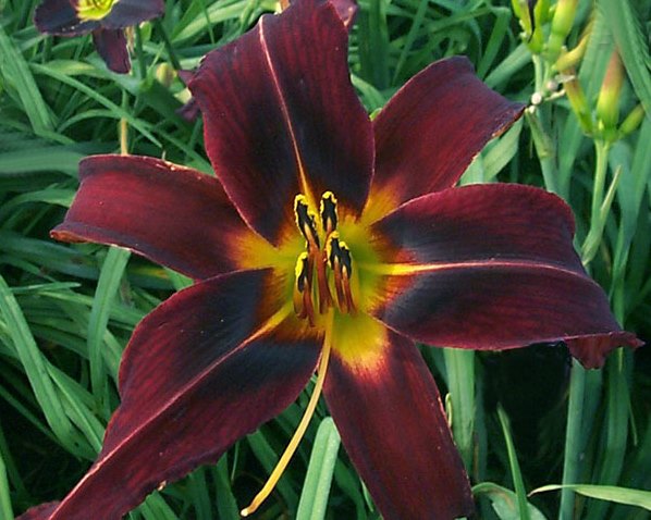 Dark Monkey - Strictly Daylilies