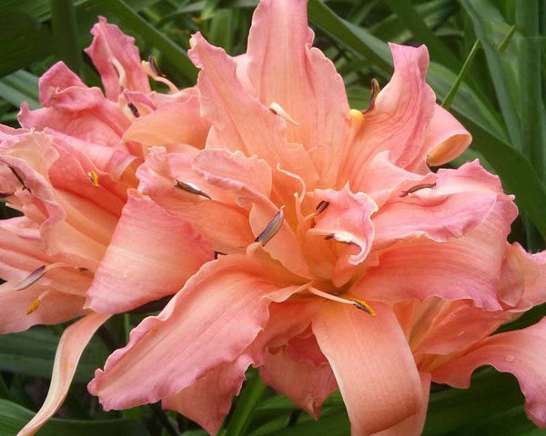 Double Pompon - Strictly Daylilies