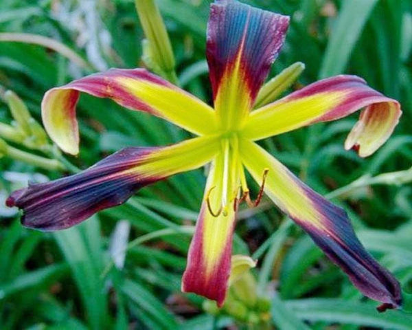 Dragon Seeker - Strictly Daylilies