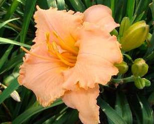 Elizabeth Salter - Strictly Daylilies