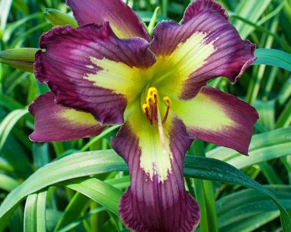 Echo Echo - Strictly Daylilies