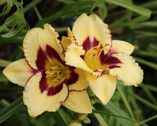 El Desperado - Strictly Daylilies