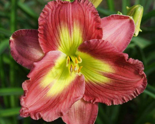 Emerald Empress - Strictly Daylilies