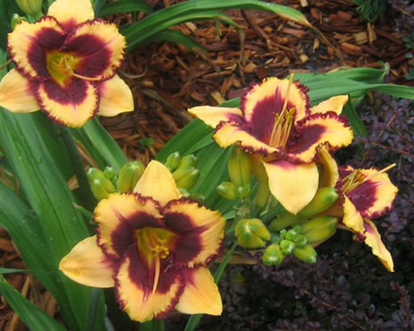 Eye on America - Strictly Daylilies