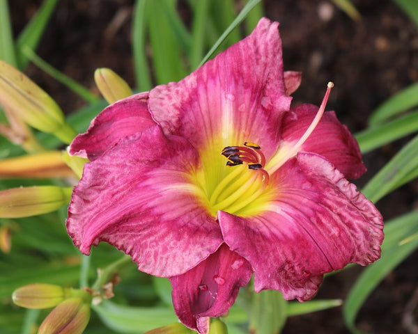Eyes are Mosaics - Strictly Daylilies