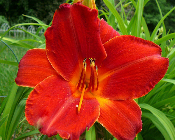 Fire Tree - Strictly Daylilies