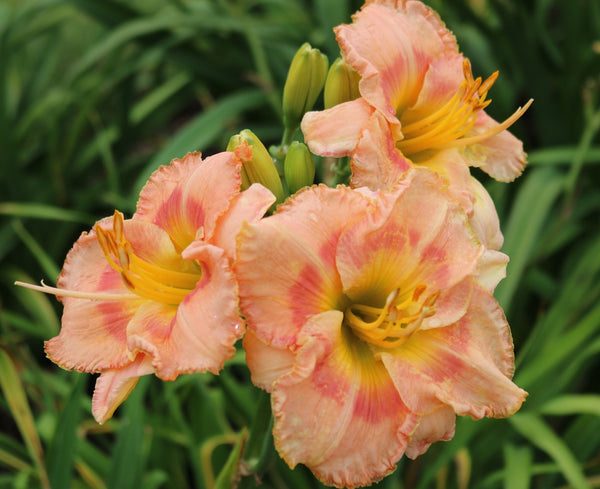 Funicular - Strictly Daylilies