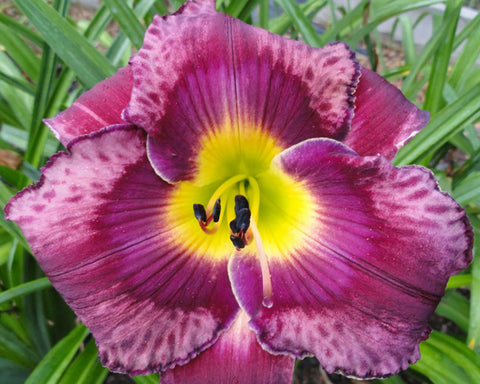 Granny's Smokehouse - Strictly Daylilies