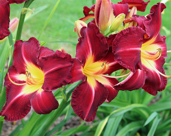 Garrett Allen - Strictly Daylilies